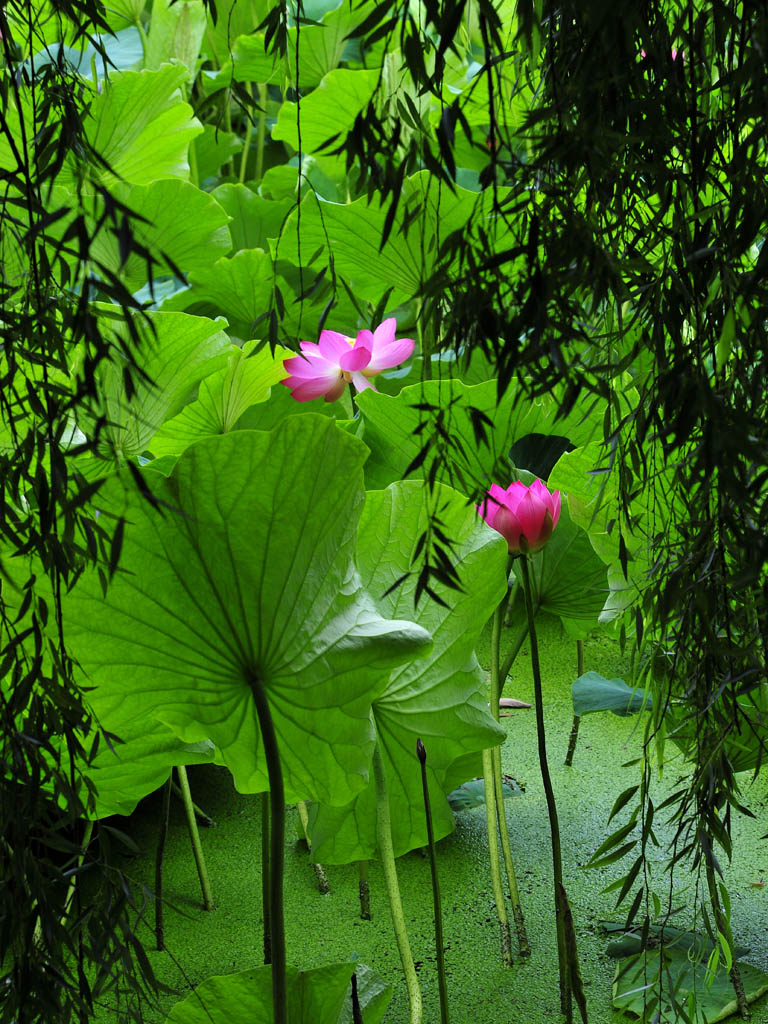 荷 摄影 小小学徒