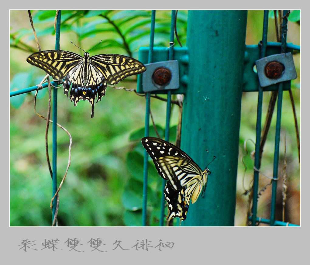 芭蕾舞蝴蝶剧《梁祝》——第三幕 柔情的慢板 围栏相送（4） 摄影 竹林後山人