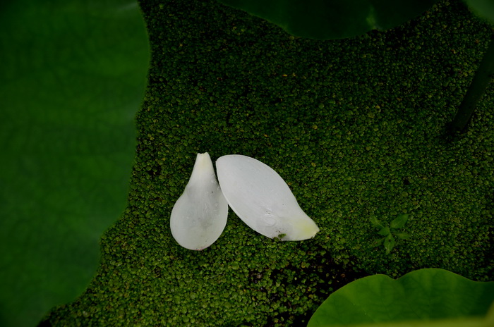 落花有情 摄影 乡间摄