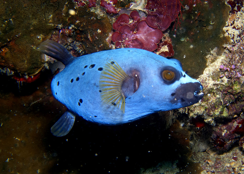 Seal Faced Puffer Fish 摄影 Escape