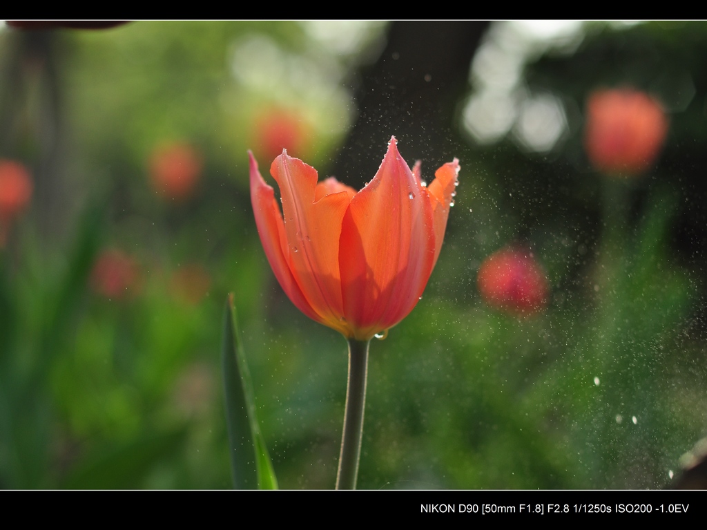 花雨 摄影 伽蓝夜雨