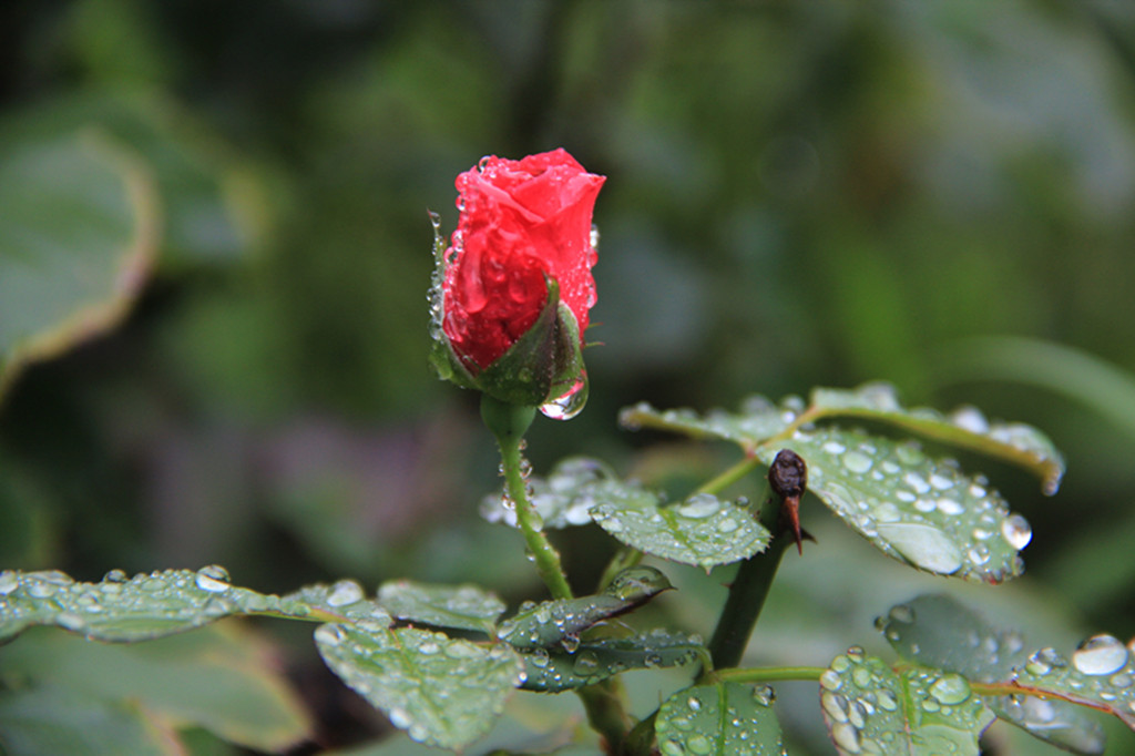 大雨过后 摄影 狼啸天