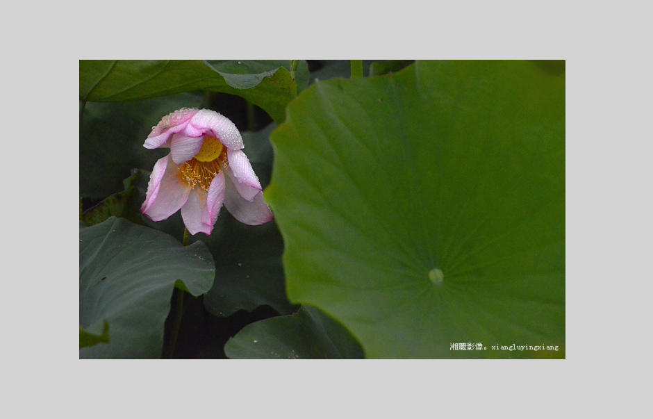 雨荷 摄影 湘麓