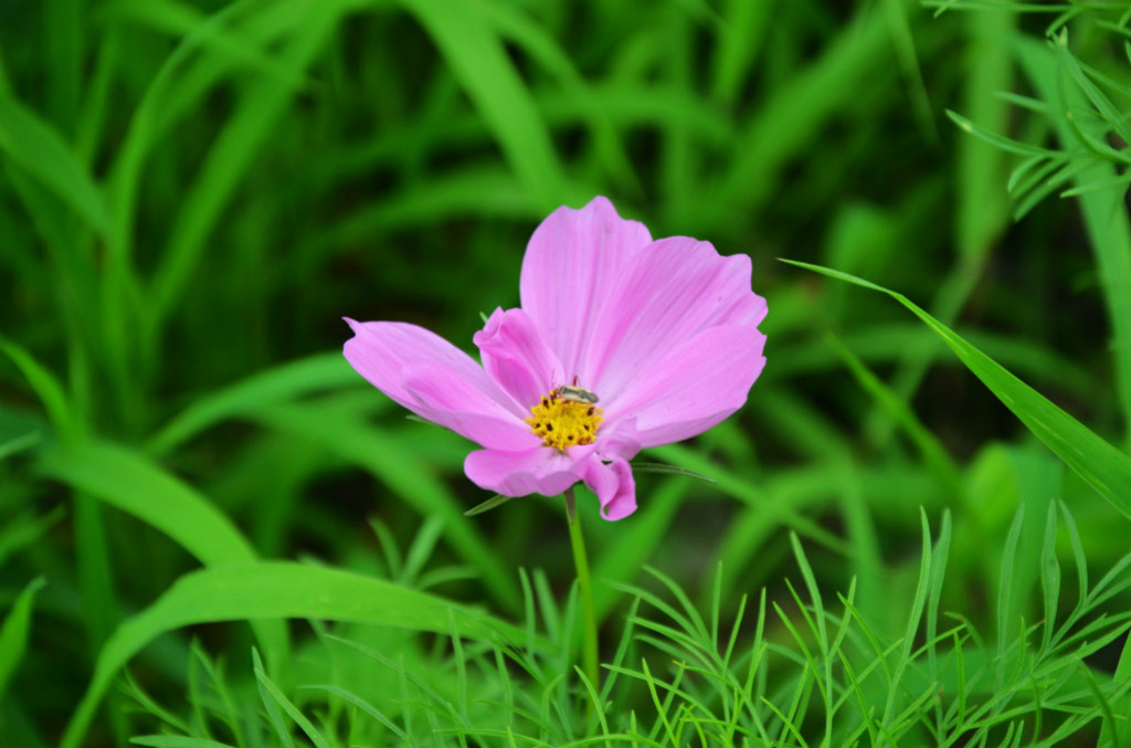 盛夏的花朵 摄影 塬上草