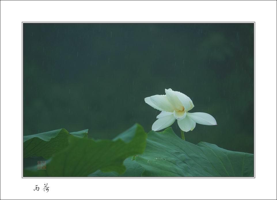 雨荷 摄影 玉米正香