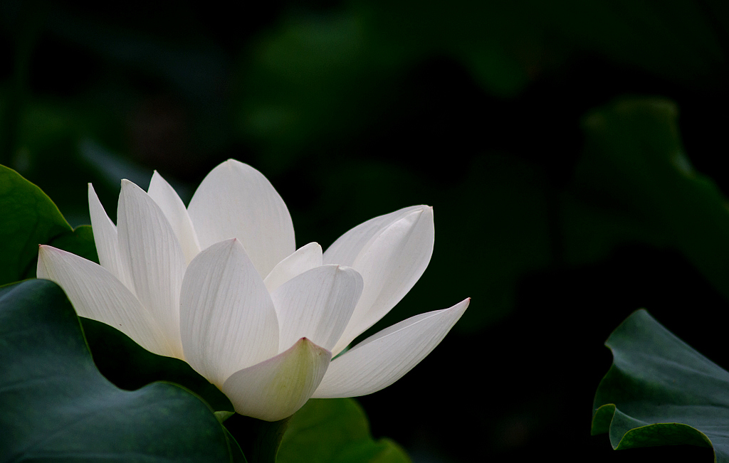 《白莲花》 摄影 狼鹰