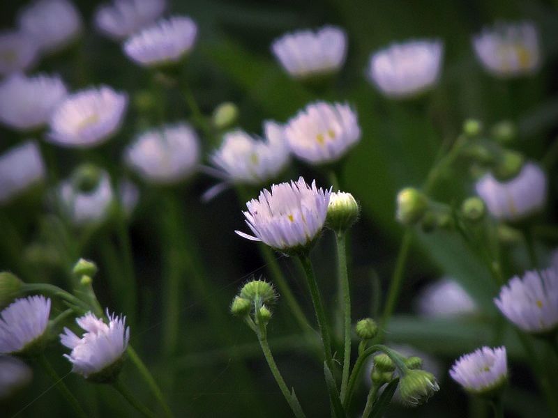 小花 摄影 魡蓊