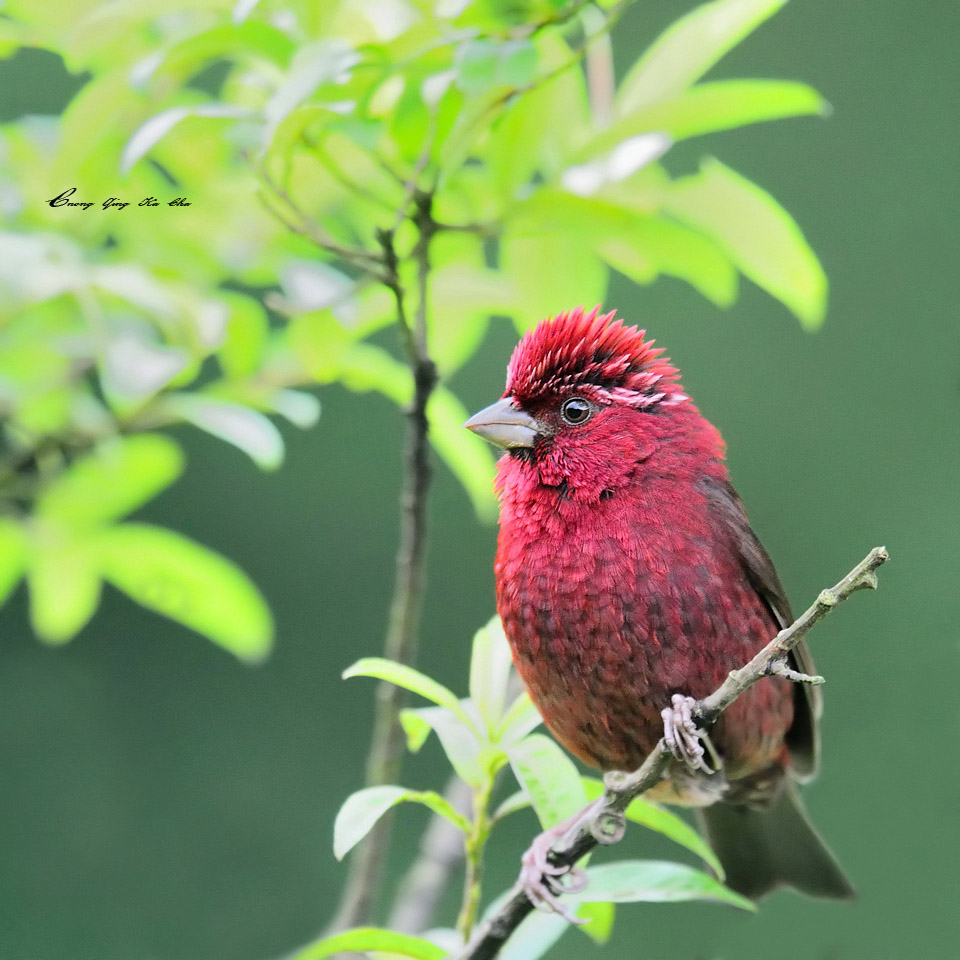 酒红朱雀 Carpodacus vinaceus 摄影 重庆咔嚓