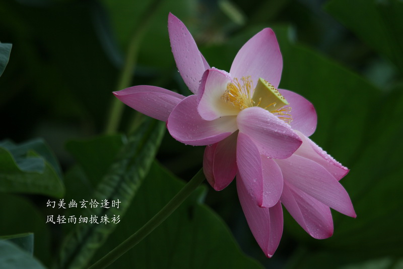 风轻雨细披珠衫 摄影 七云之