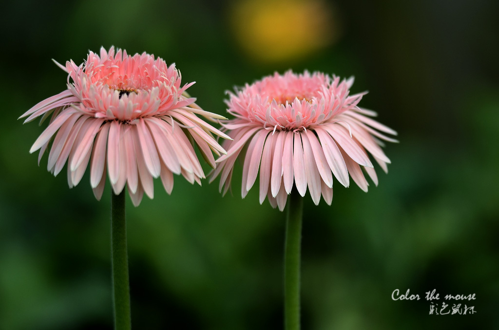 《花之语》非洲菊 摄影 彩色鼠标