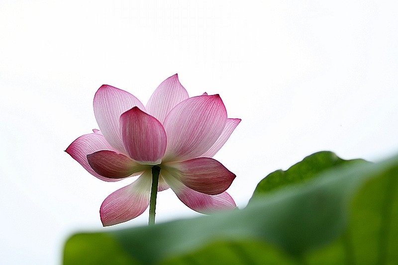 清香 摄影 刘野