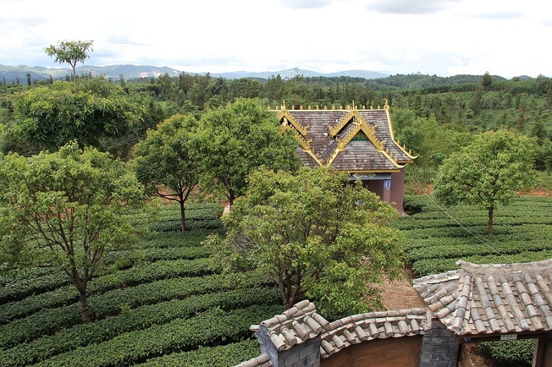 古道茶园 摄影 小白剪影