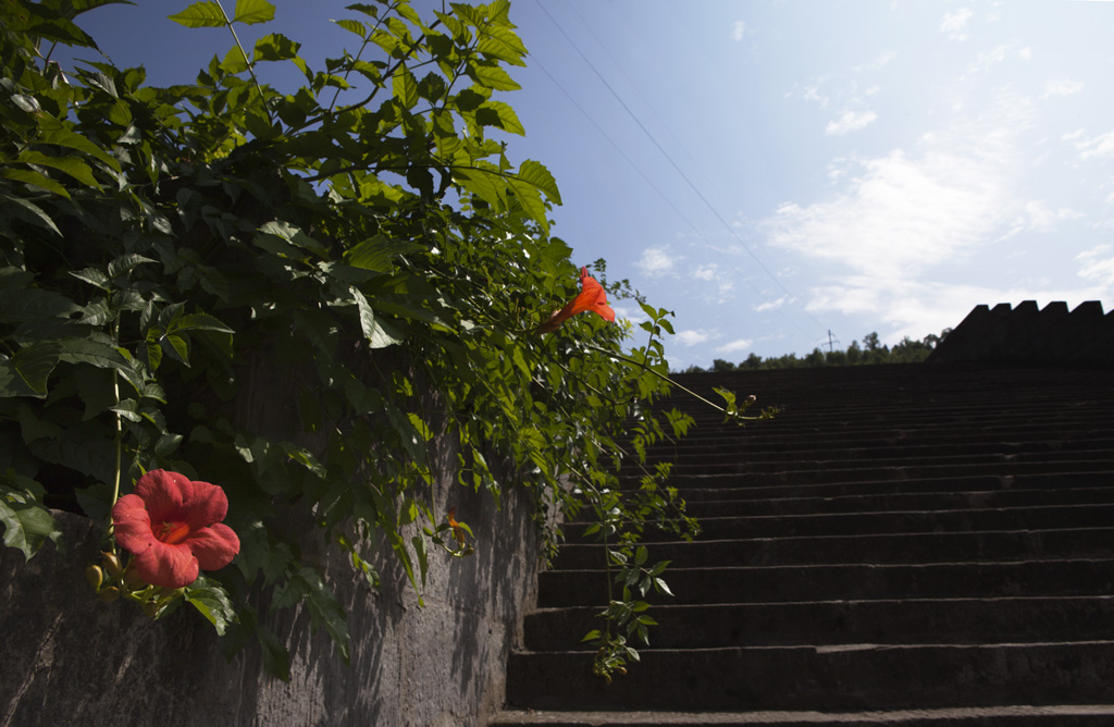 小花 摄影 捍马