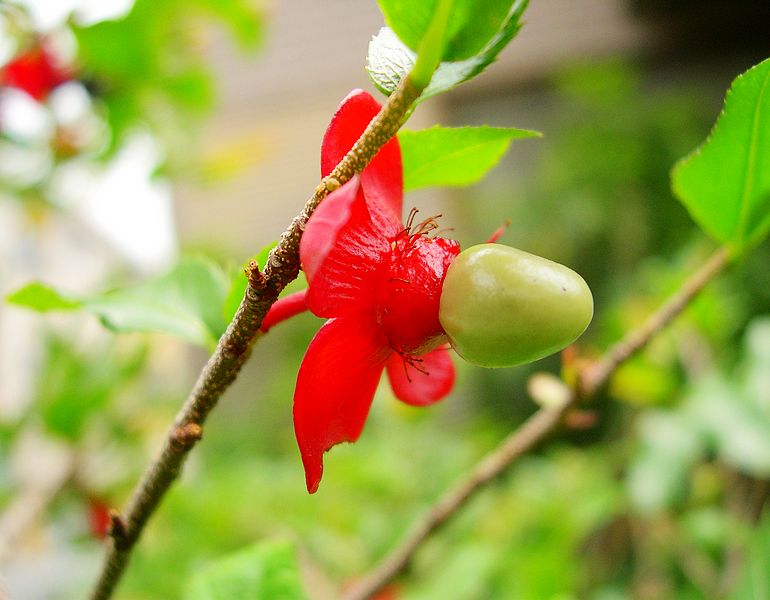 花与果 摄影 西风胡杨