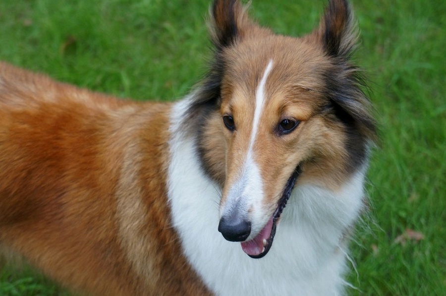 牧羊犬“奥巴马” 摄影 草原彩云飞