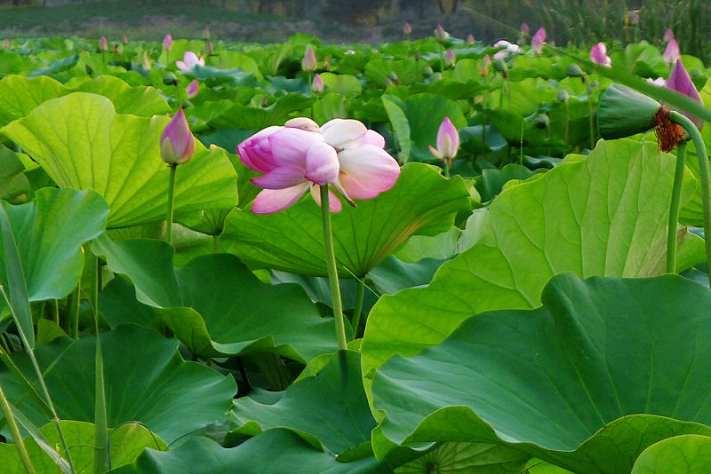 并蒂莲 摄影 刘7590