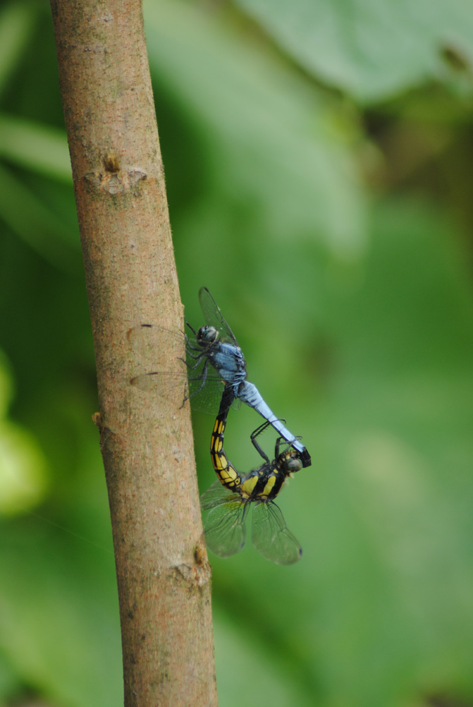 Double Dragonfly 摄影 是秋