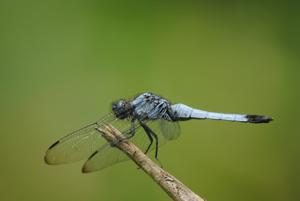 Dragonfly 摄影 是秋