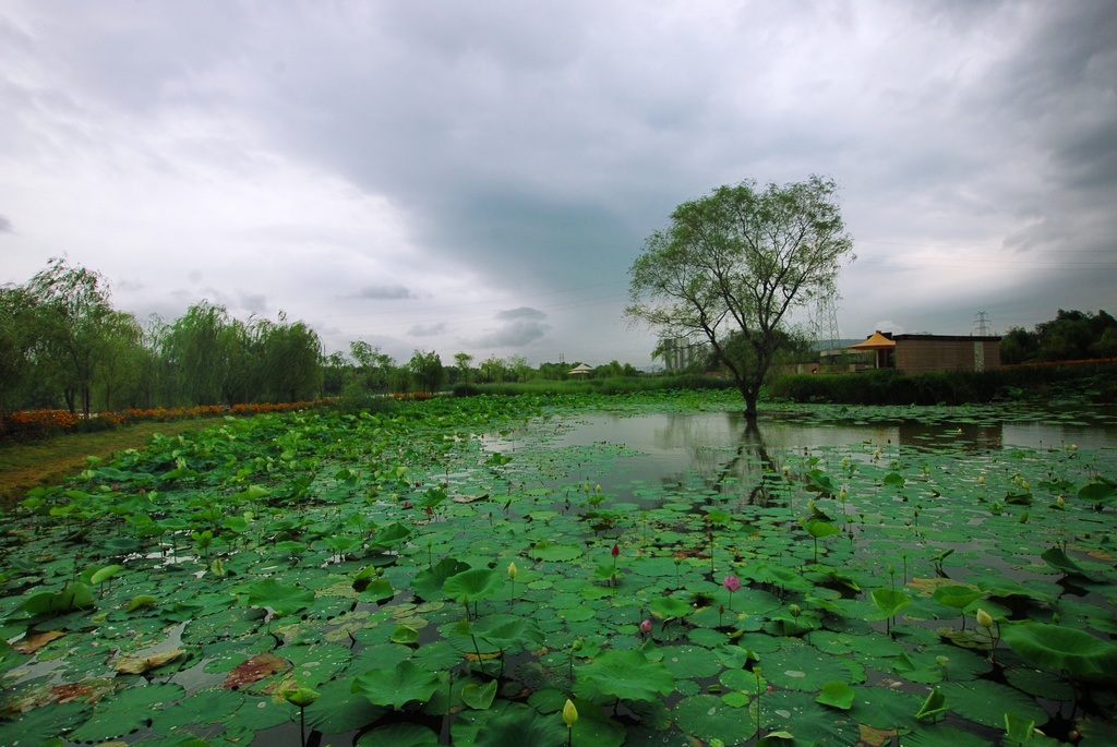 灞河湿地公园 摄影 阳光灿烂中