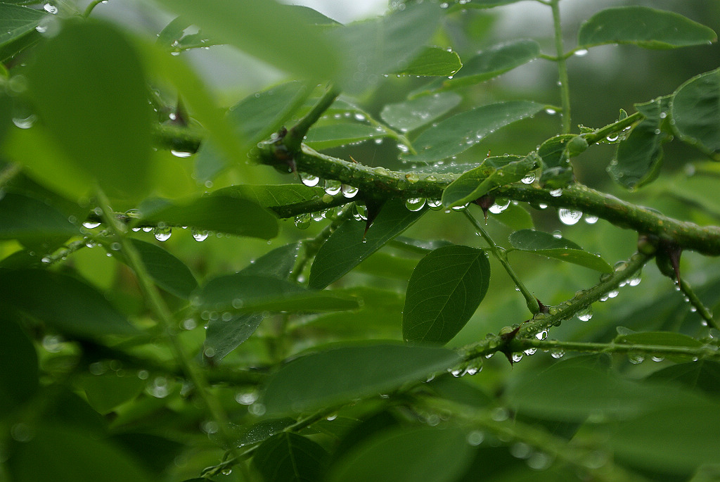 雨 摄影 凤凰飞舞