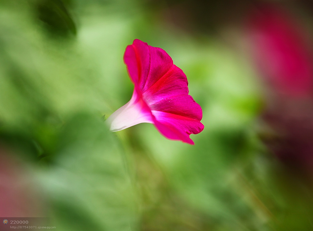 牵牛花 摄影 quyubao