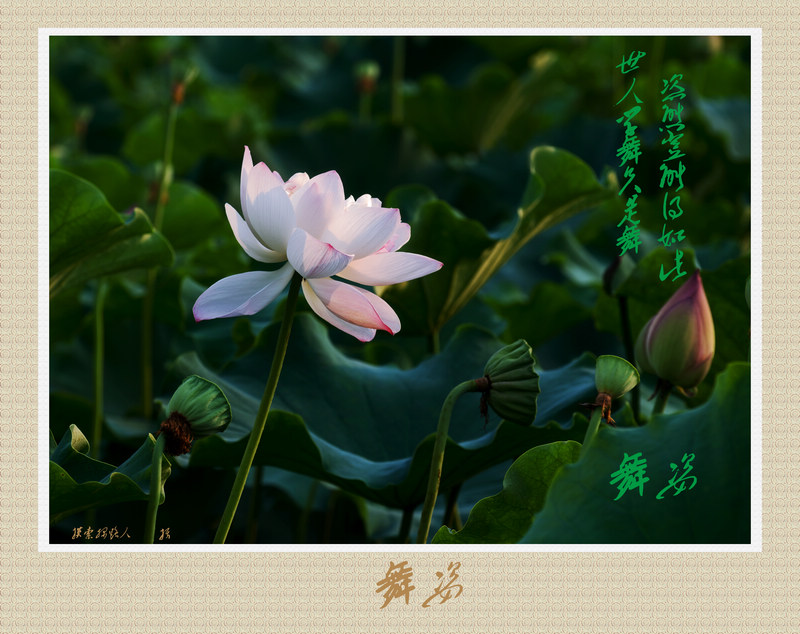 荷 摄影 摸索探路人