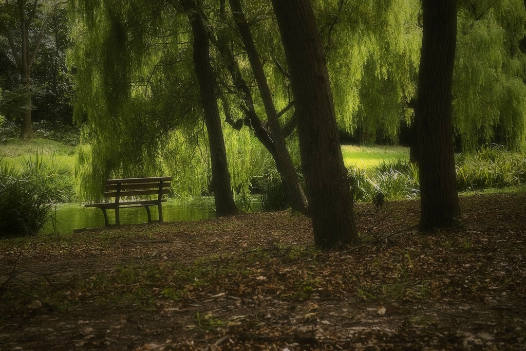 最是森林深处那一处幽静 摄影 菜鸟视界