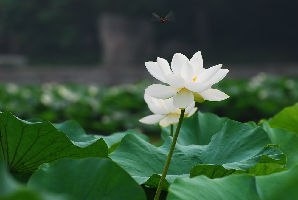 荷 摄影 融秋