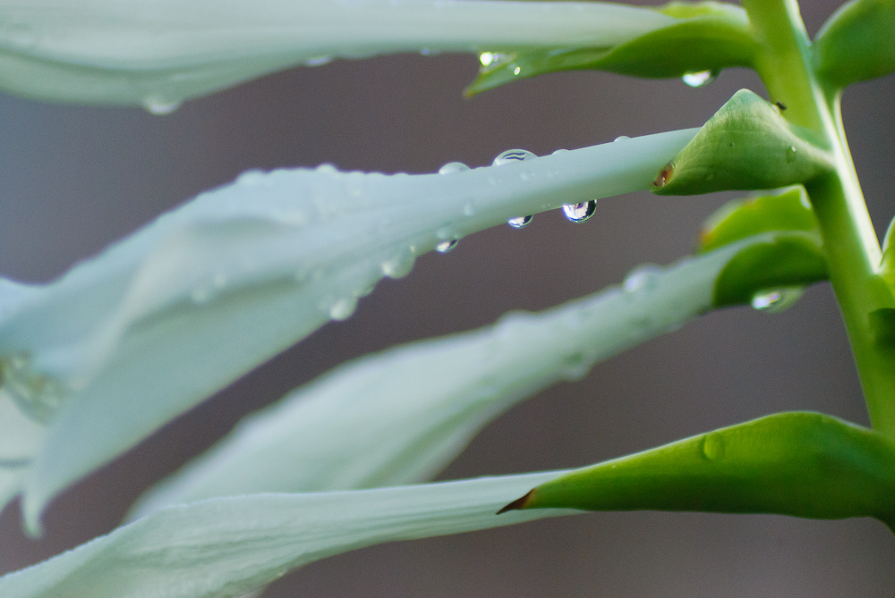 雨后花仙 摄影 苗思