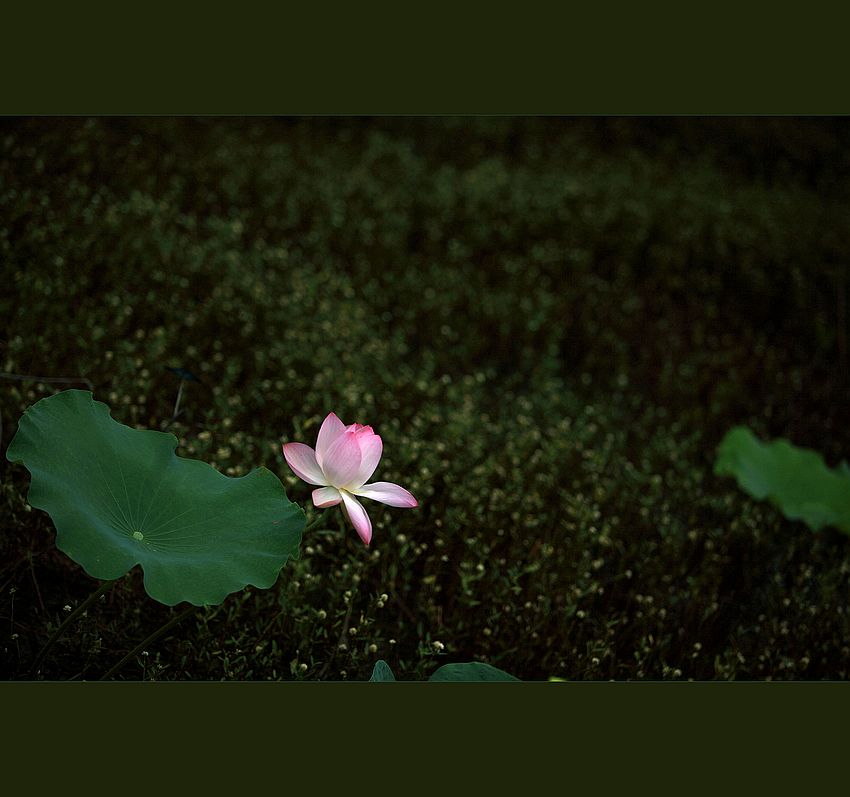 孤独 有时 摄影 思秋