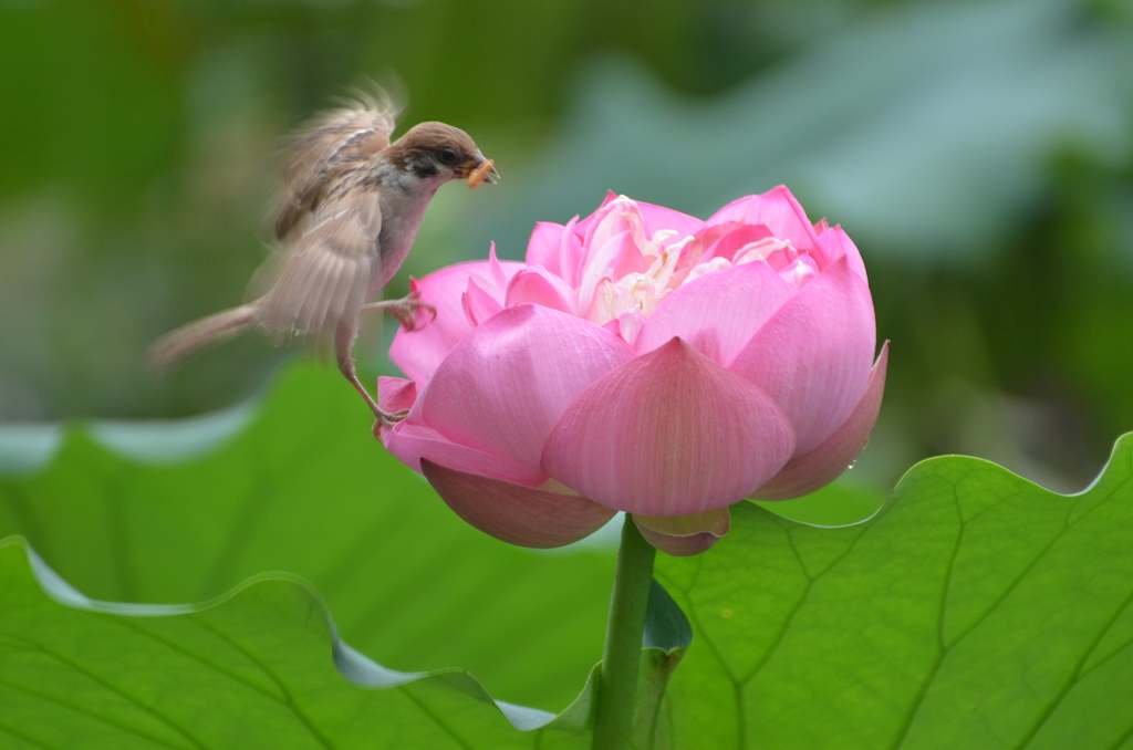 雀舞 摄影 鲤鱼出水