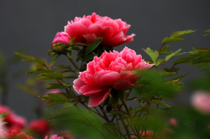 洛阳牡丹真国色,花开时节动京城! 摄影 清风掠过