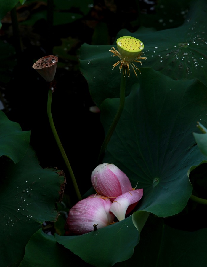 芳华不再 摄影 畅所欲言