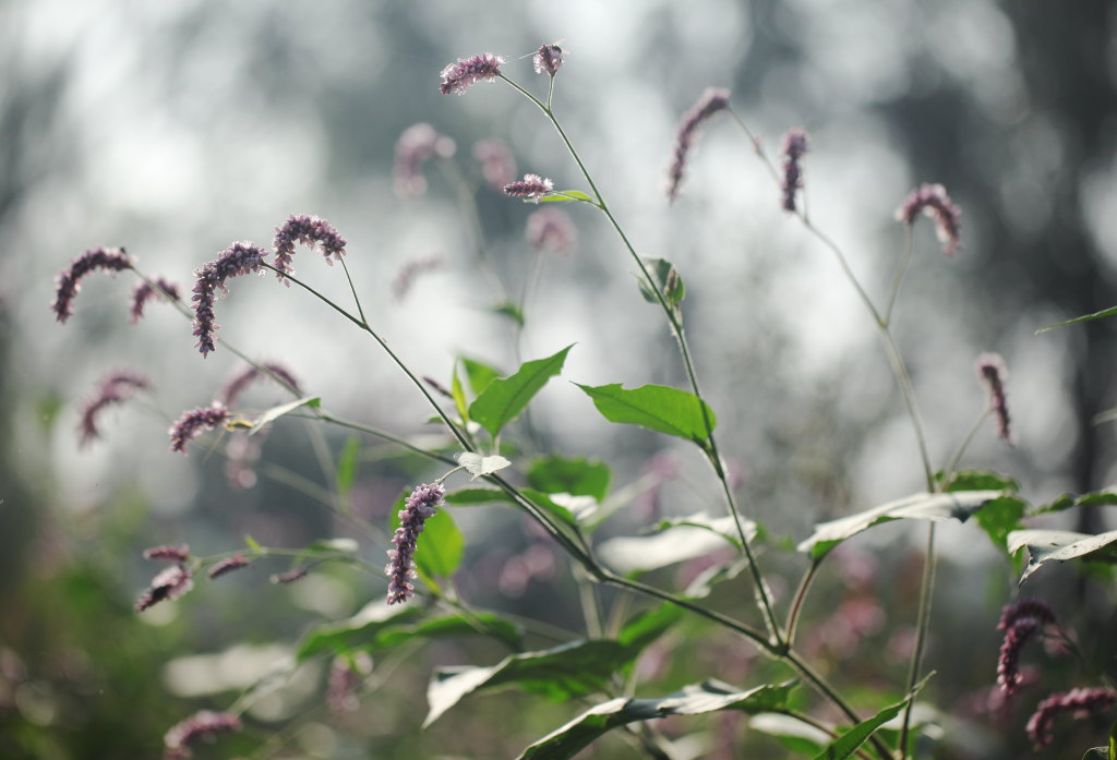 荒野的芬芳 摄影 无限江山