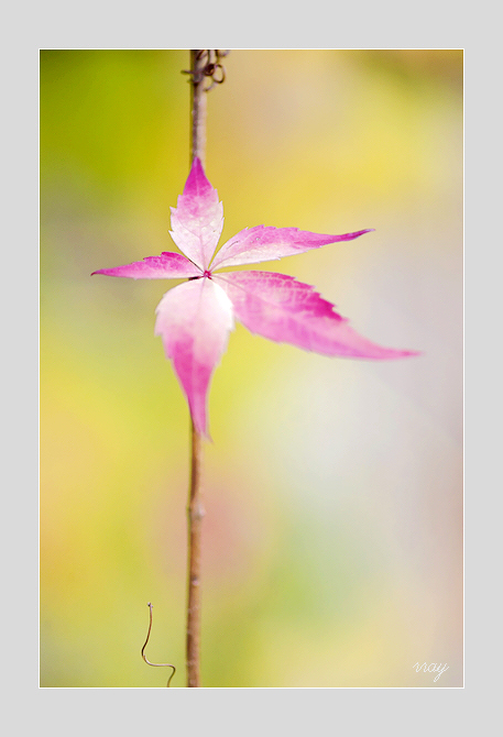 独倚清秋 摄影 花间梦事