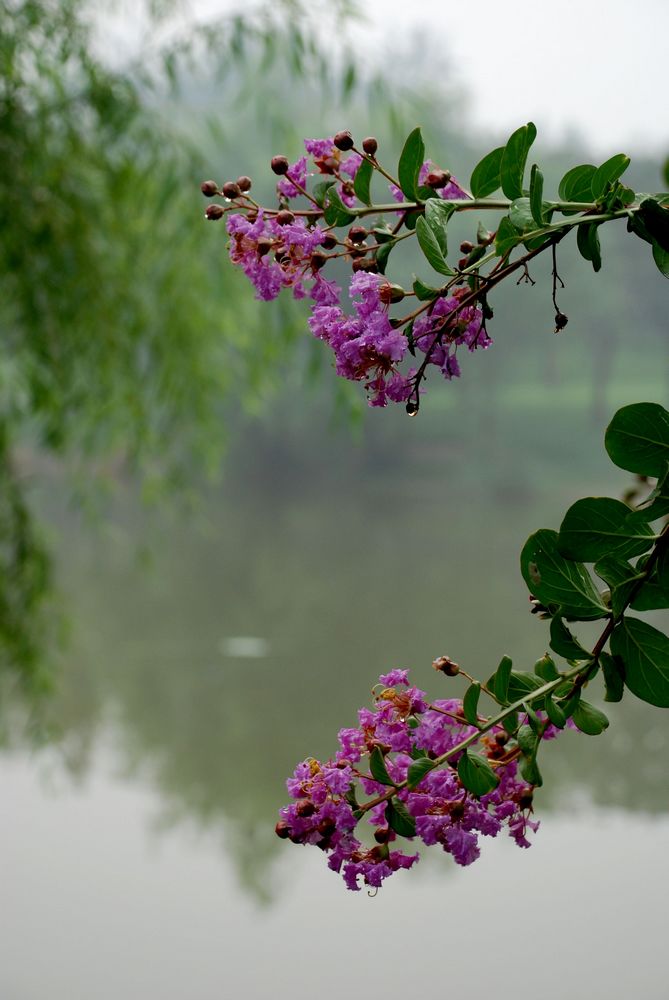 雨后 摄影 情景交融