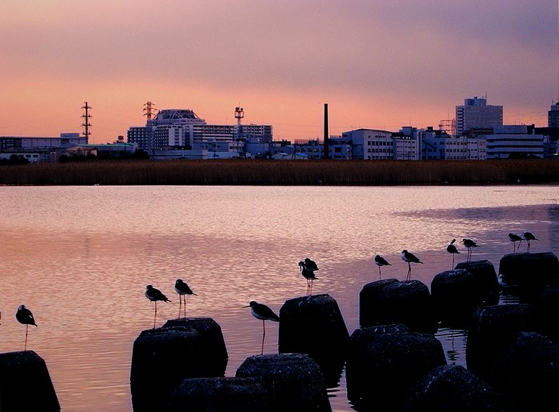 夕照多摩川 摄影 西风胡杨