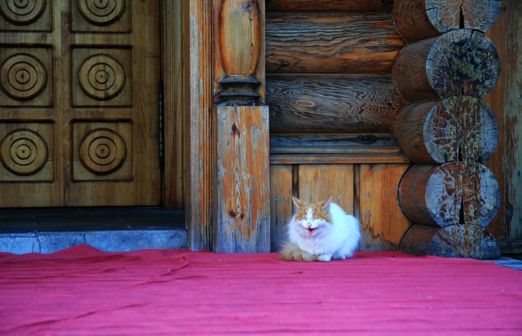 猫咪物语 摄影 秋水孤鹜