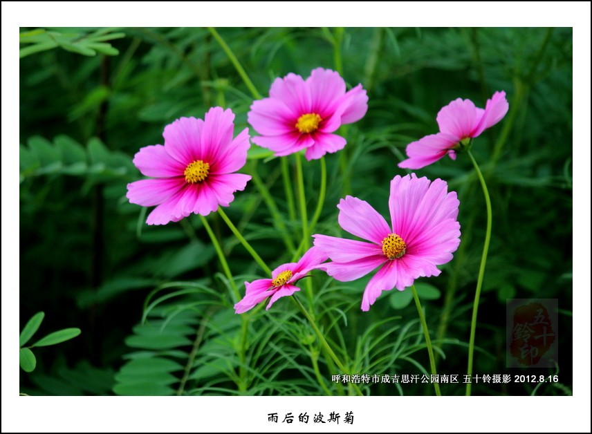 雨后的波斯菊 摄影 五十铃