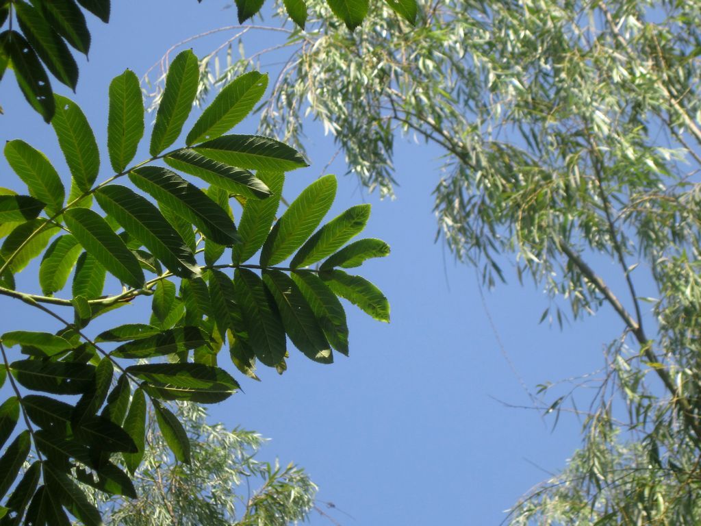 仰望天空 45° 摄影 莺歌燕舞