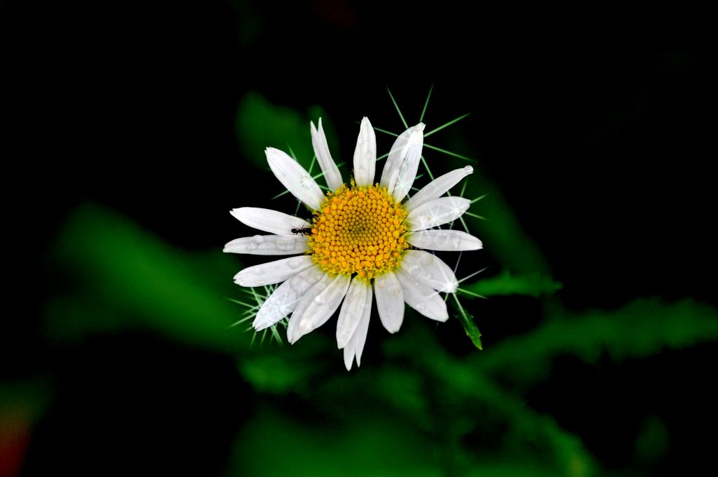 花·心 摄影 伽蓝夜雨