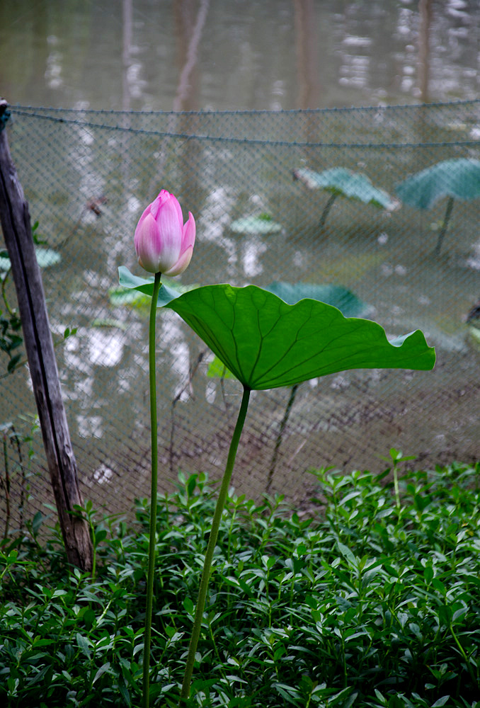 秋荷 摄影 狼鹰