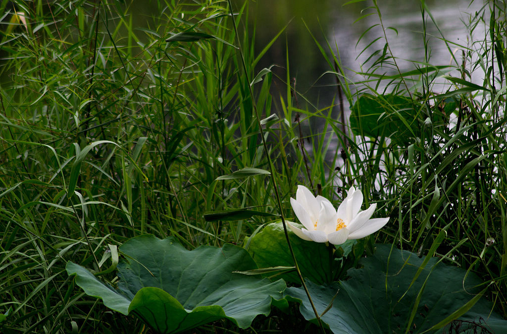 《秋荷》 摄影 狼鹰