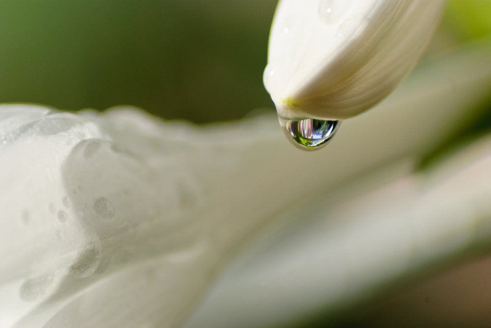 雨滴 摄影 苗思