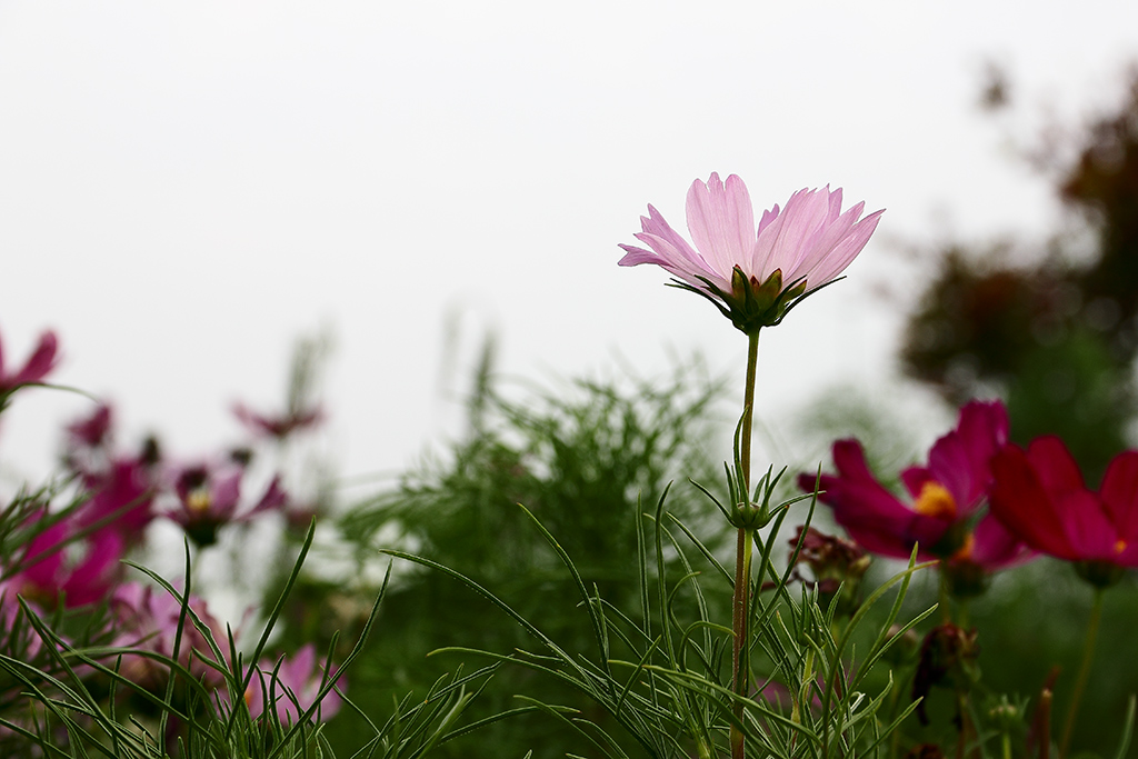 格桑花 摄影 杜_杜