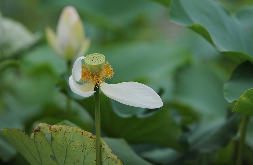 残荷２ 摄影 井边青蛙