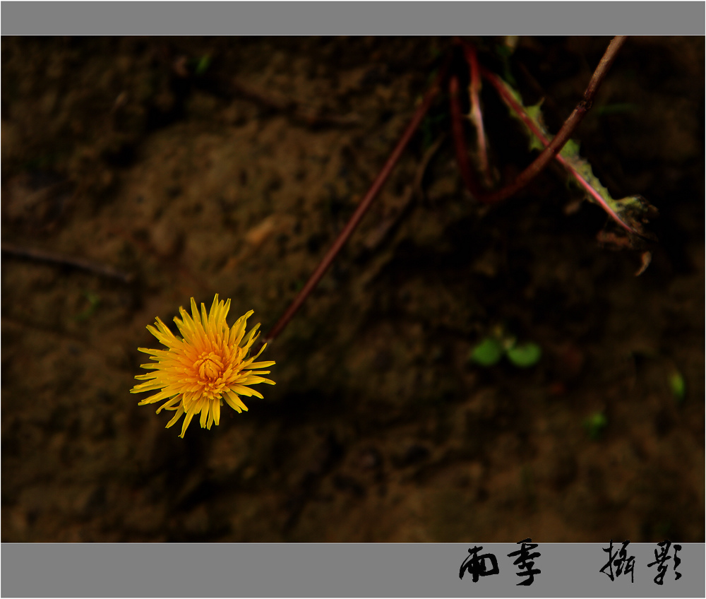 那些花儿 摄影 森林雨季