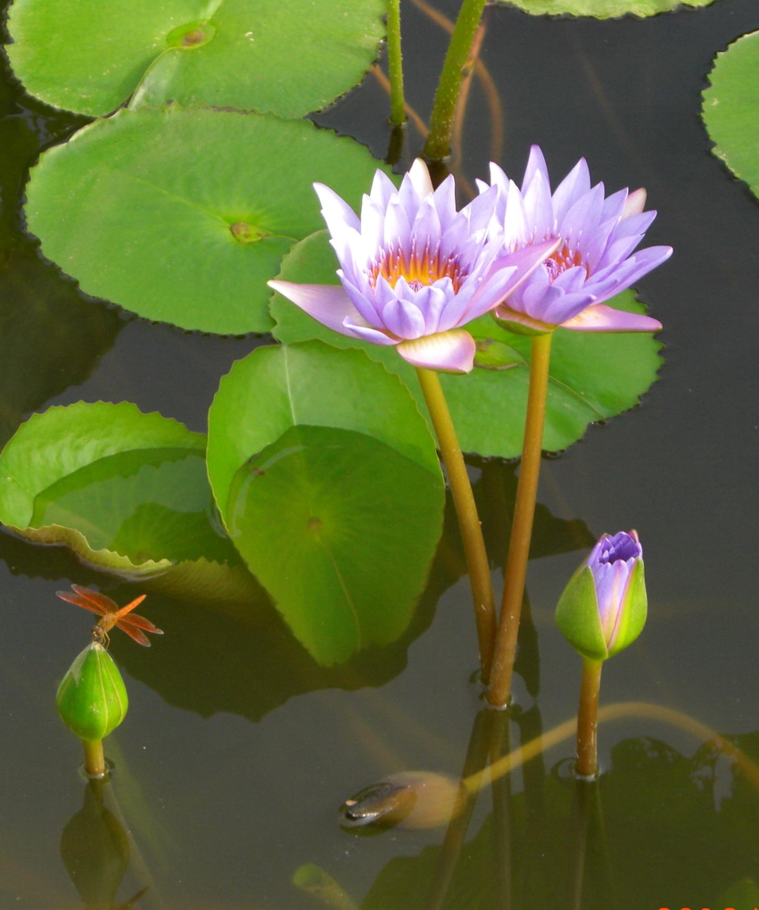 花与青蜓 摄影 山松