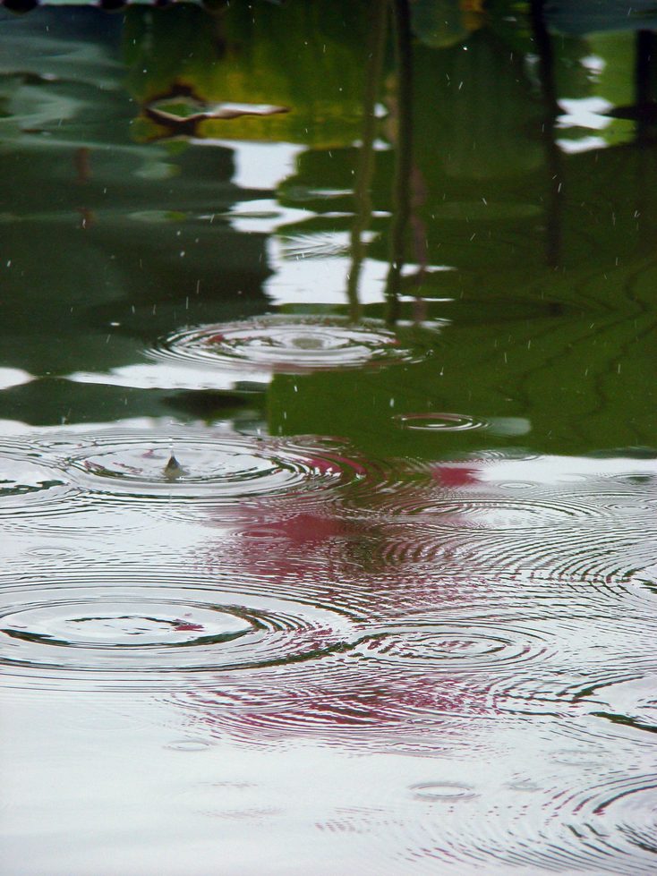 桃花流水鳜鱼肥 摄影 烟雨晓梦寒