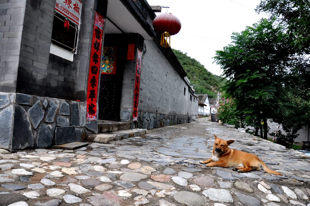 守护家门 摄影 彩云飞飞